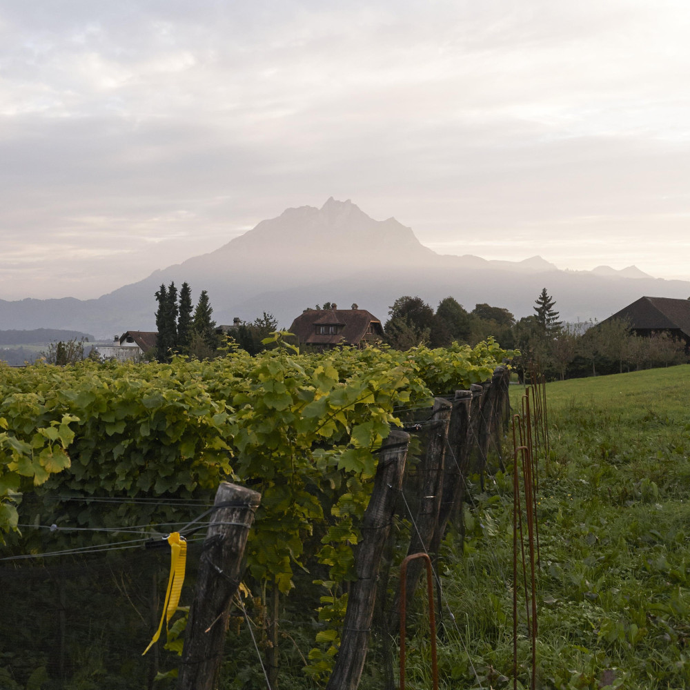 Gastwinzer villa schweizerhof sitenrain schweiz