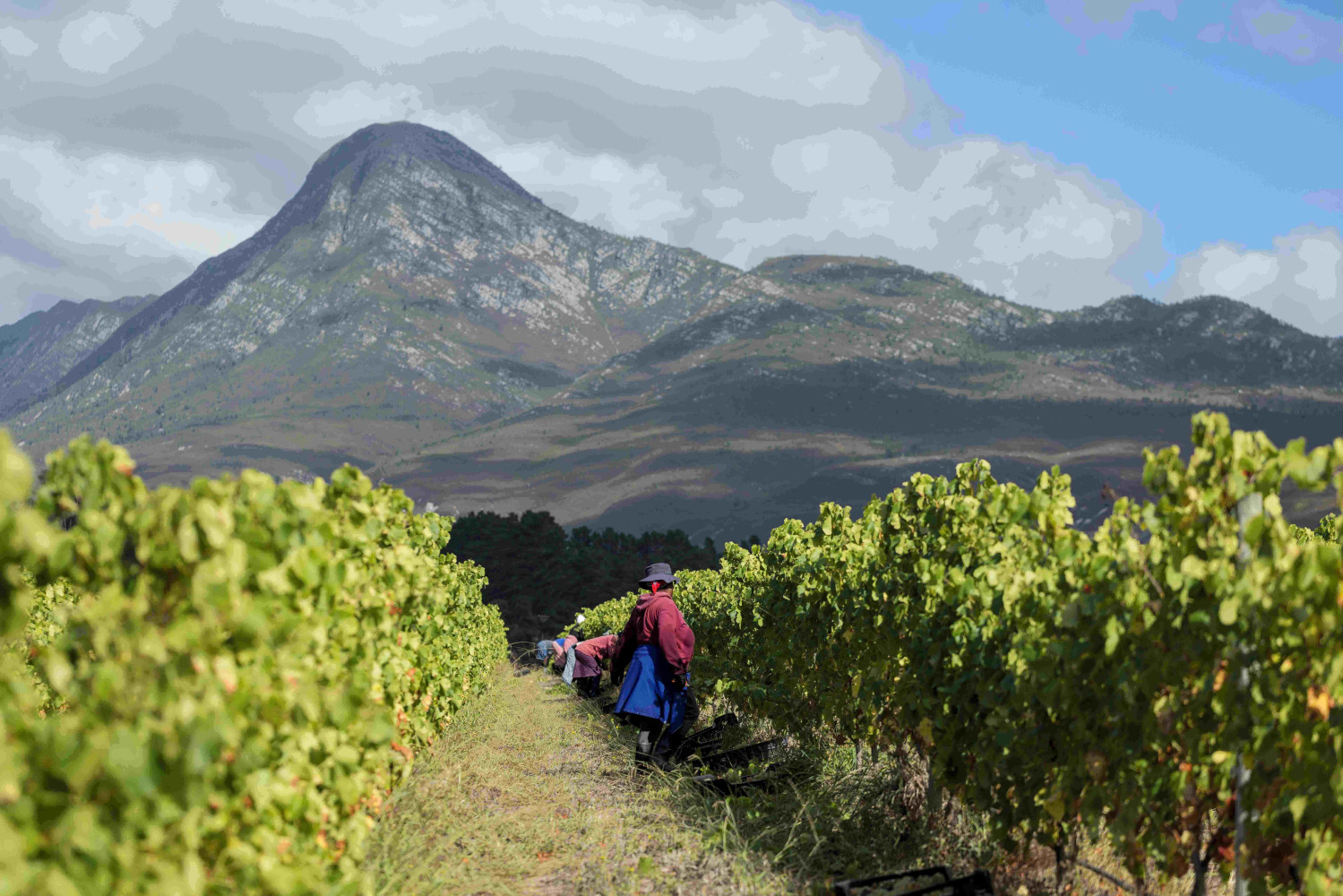 Creation Wines