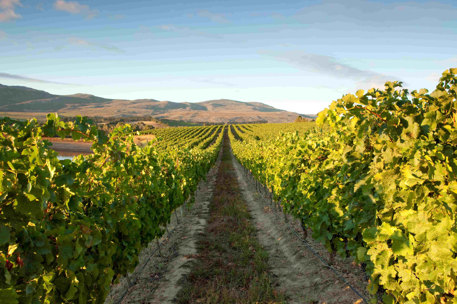 Creation Wines